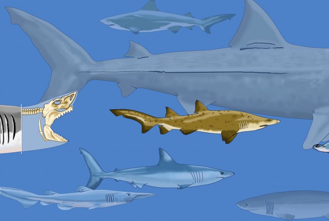 Extrait de la fresque des requins