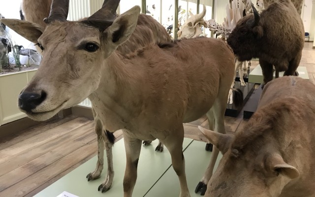Musée d'Histoire Naturelle et vivarium de Tournai