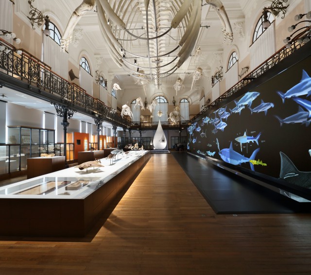 Requins, au-delà du malentendu